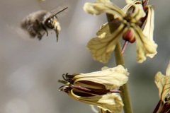 Anthophora plumipes