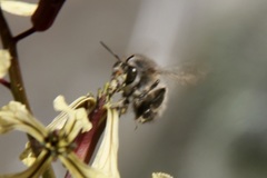 Anthophora plumipes