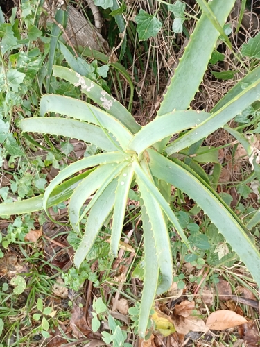 Candelabra Aloe