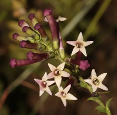 Freylinia densiflora