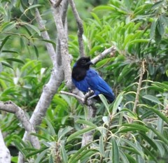 Cyanocorax caeruleus