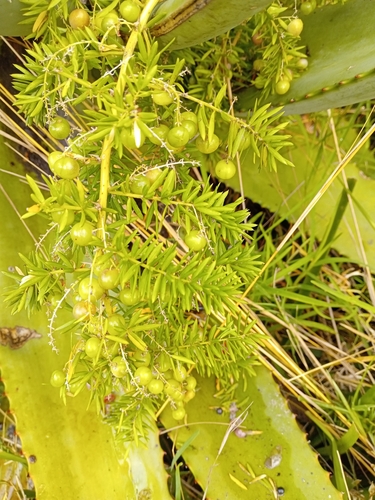 Sprenger's Asparagus