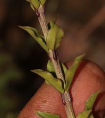 Freylinia densiflora