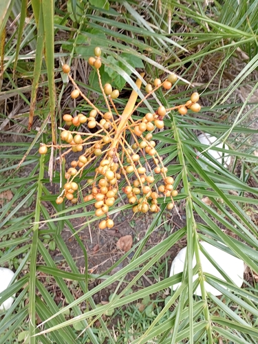 Reclining Date Palm