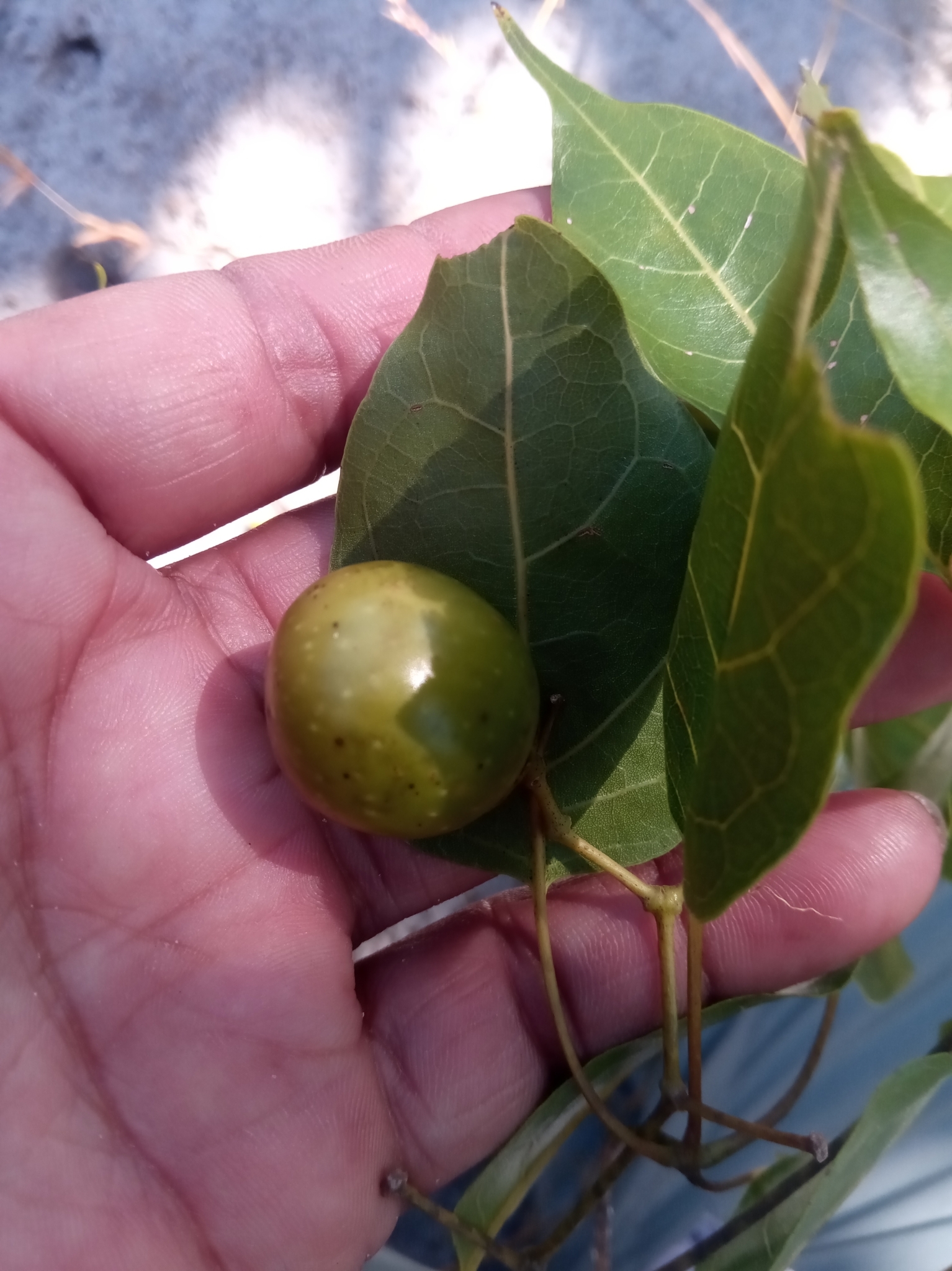 Imagem de Vitex beraviensis