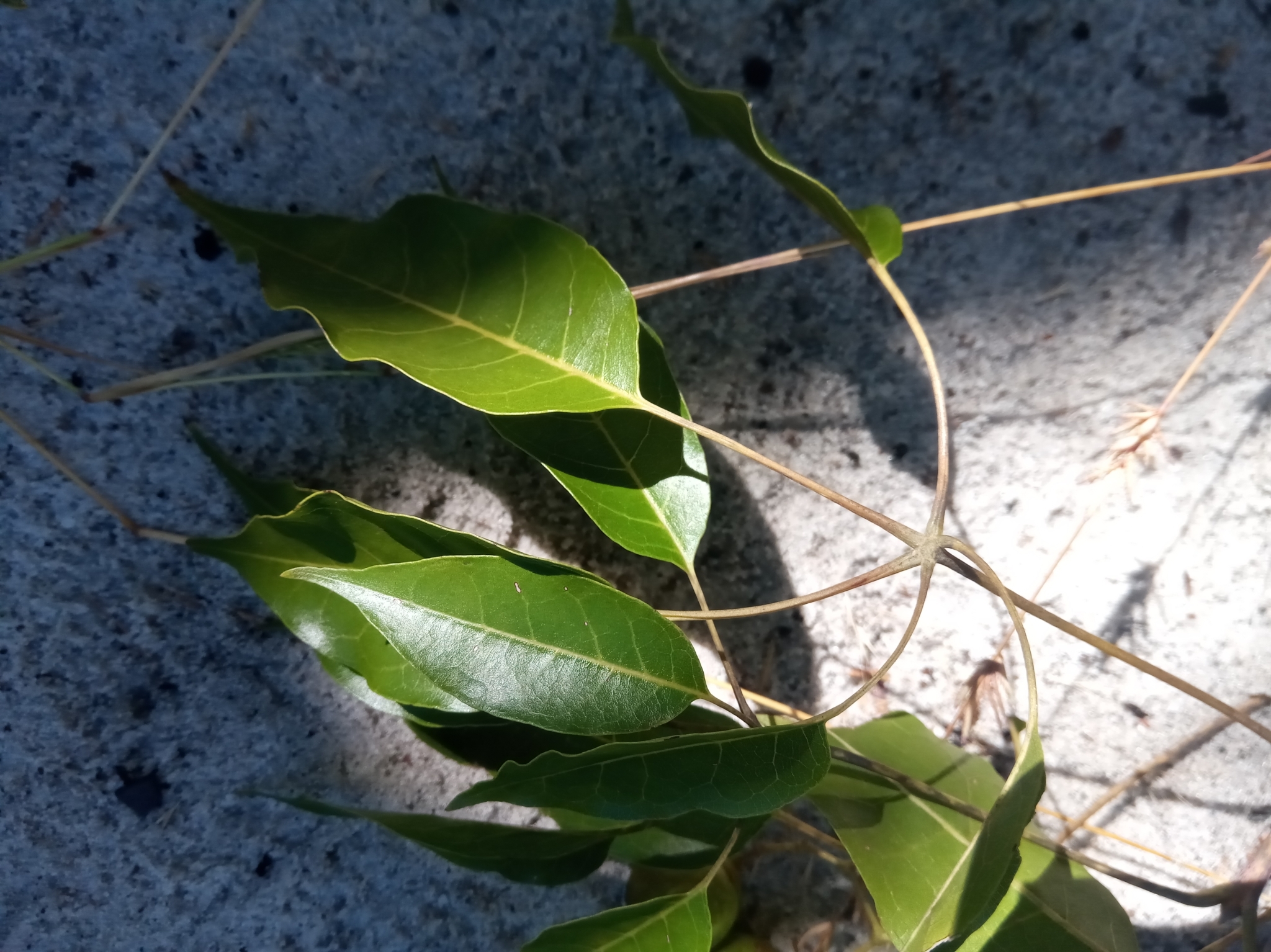 Imagem de Vitex beraviensis