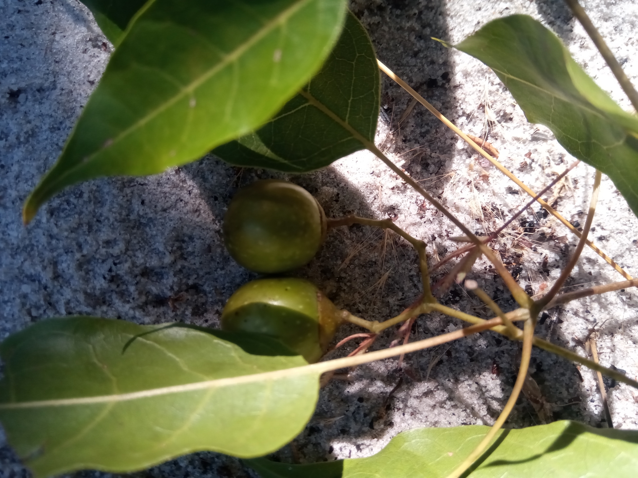 Imagem de Vitex beraviensis
