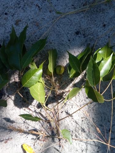 Foto de Vitex beraviensis