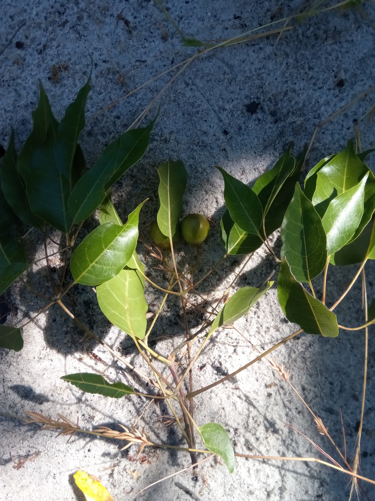 Imagem de Vitex beraviensis