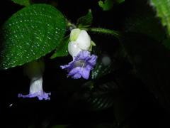 Strobilanthes heyneana