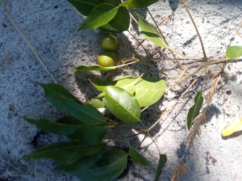 Foto de Vitex beraviensis