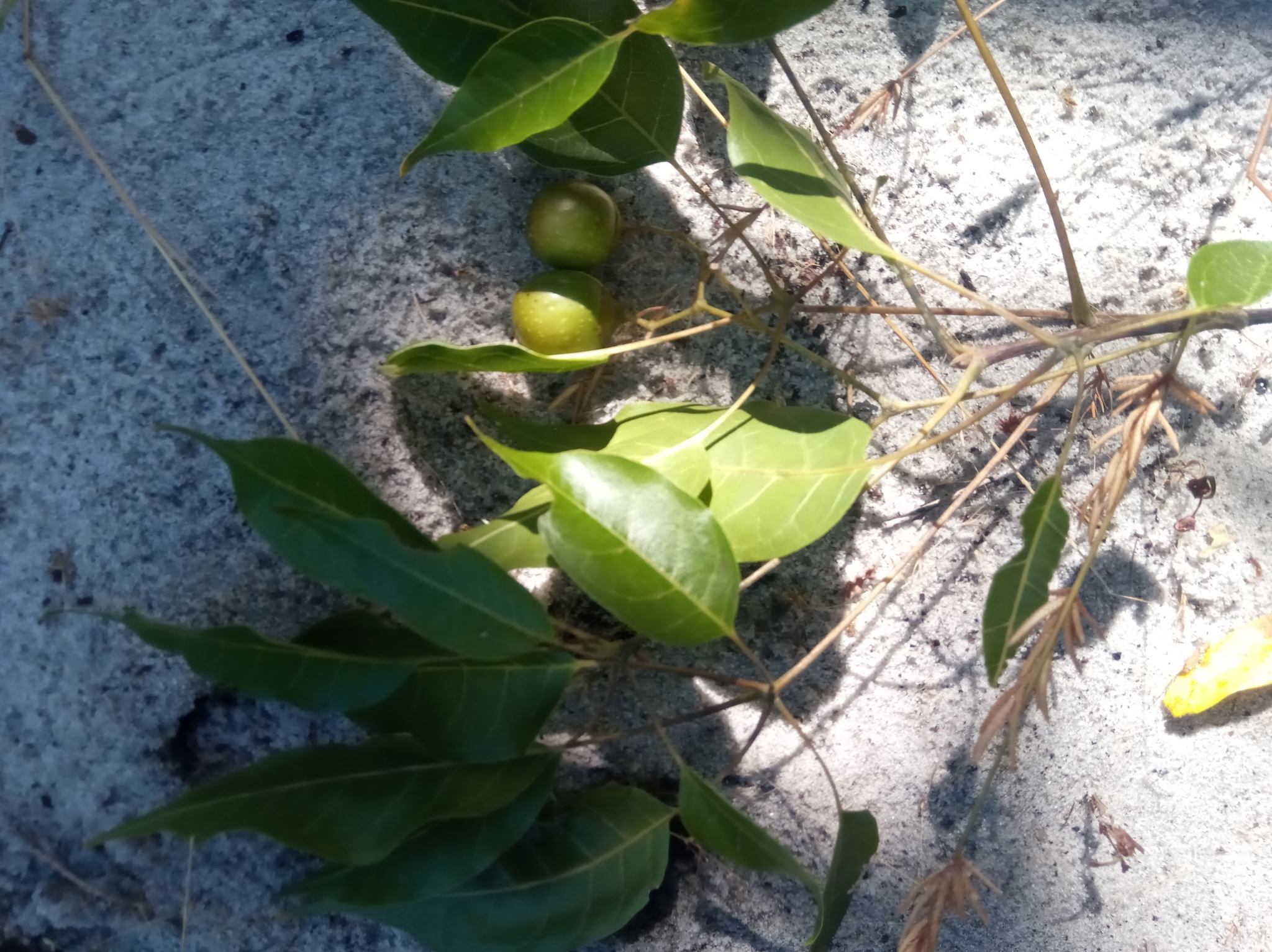 Imagem de Vitex beraviensis