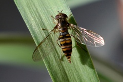 Episyrphus balteatus