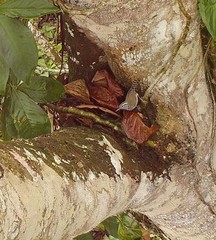 Pheugopedius sclateri