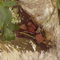 Pheugopedius sclateri