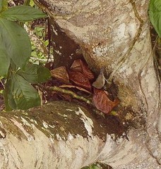 Pheugopedius sclateri