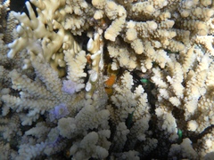 Acropora