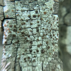 Obscuroplaca camptidia