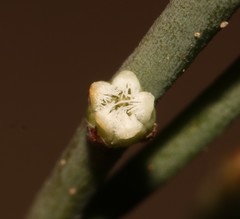 Thesium flexuosum