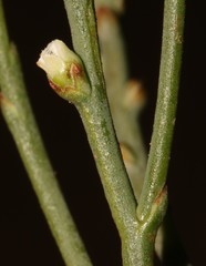 Thesium flexuosum