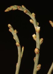 Thesium flexuosum