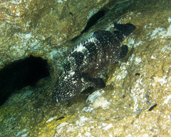 Epinephelus daemelii