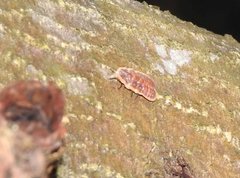 Drosicha