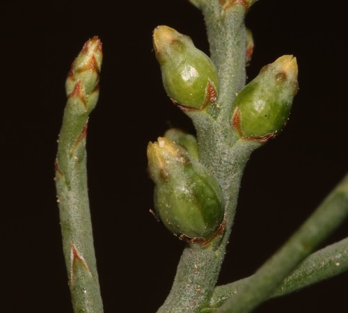 Image of Thesium flexuosum by (c) Brian du Preez, some rights reserved (CC BY-SA)