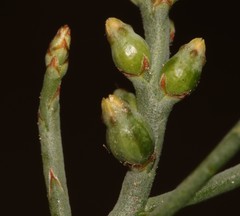 Thesium flexuosum