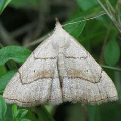 Macrochilo litophora