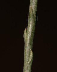 Thesium flexuosum