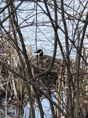Branta canadensis