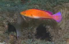 Cirrhilabrus rubripinnis