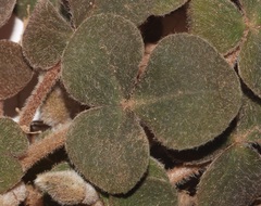Oxalis algoensis