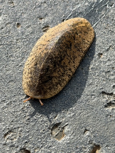 Veronicella cubensis observed 2026-05-19