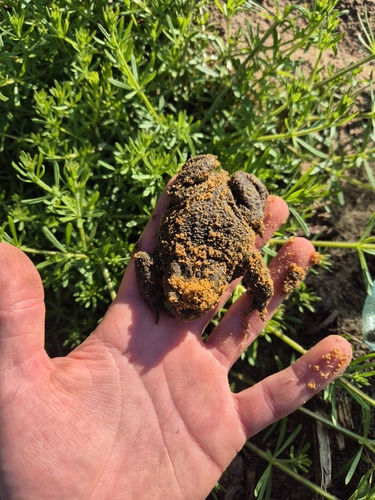 European Toad