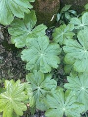Podophyllum