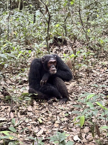 Eastern Chimpanzee