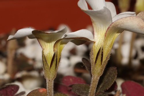 Image of Oxalis algoensis by (c) Brian du Preez, some rights reserved (CC BY-SA)