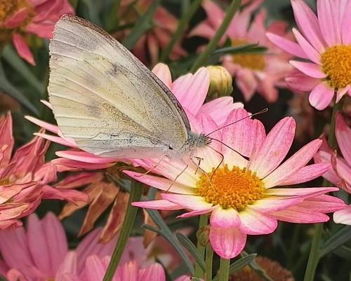 Small White