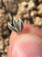 Astragalus tridactylicus