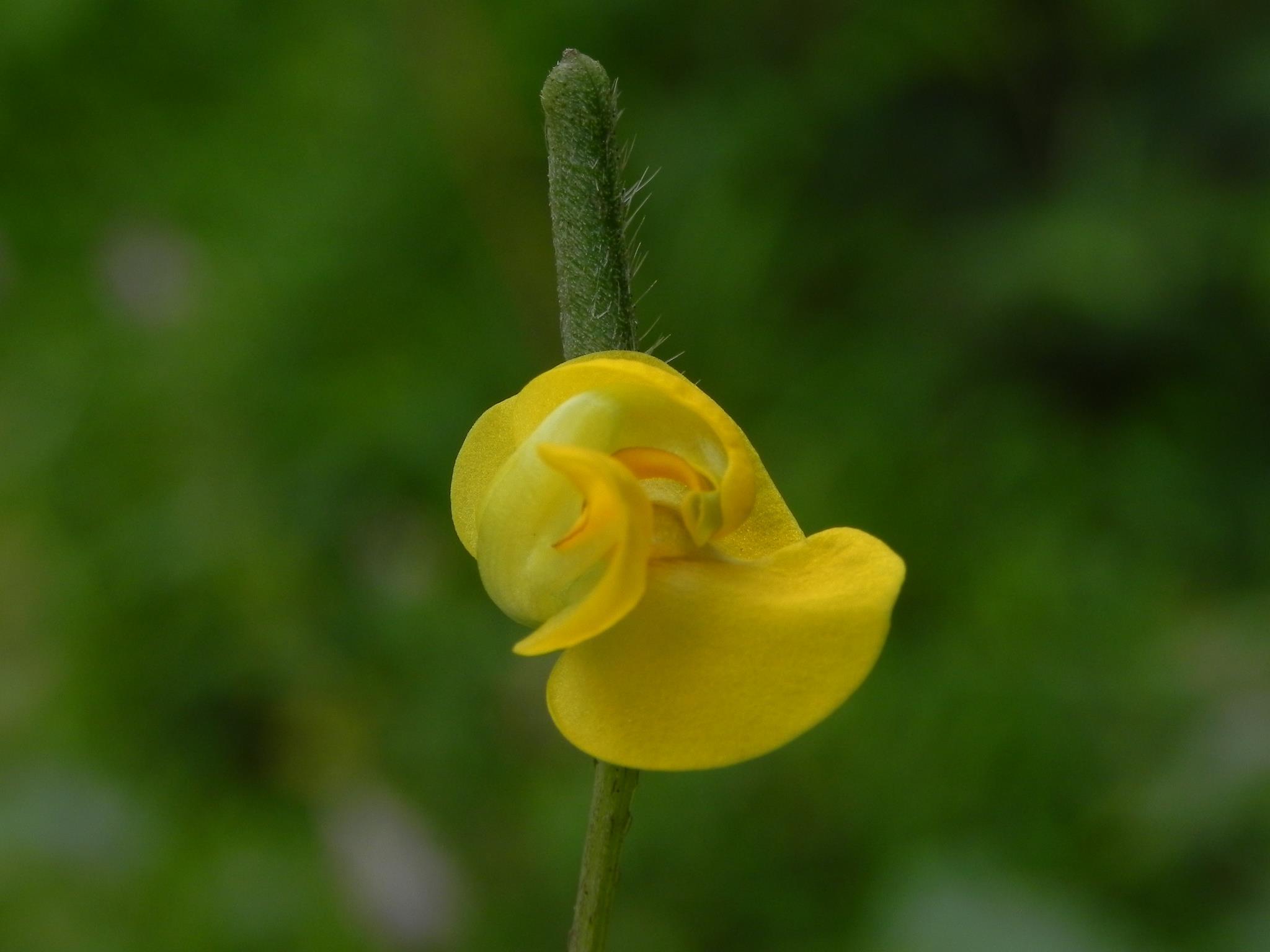 Vigna radiata