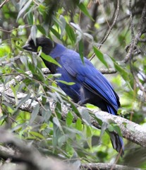 Cyanocorax caeruleus