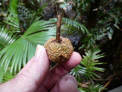 Nauclea orientalis