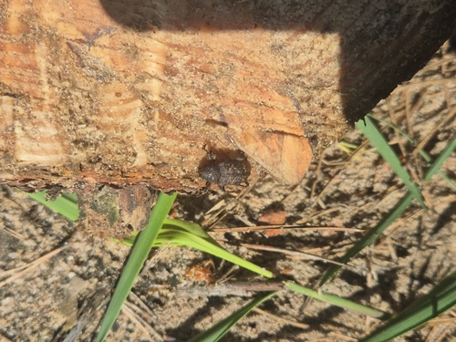 Large Pine Weevil