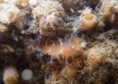 Tritonicula myrakeenae