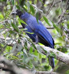 Cyanocorax caeruleus