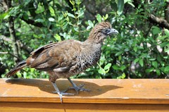 Ortalis squamata