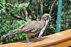 Ortalis squamata