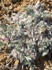 Astragalus tridactylicus